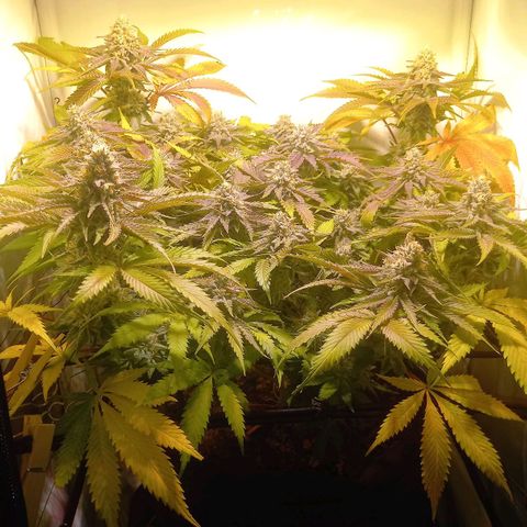 Shy Orange I growlog timeline photo