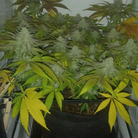 Shy Orange I growlog timeline photo