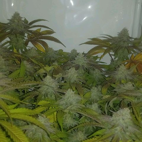 Shy Orange I growlog timeline photo