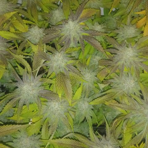 Shy Orange I growlog timeline photo