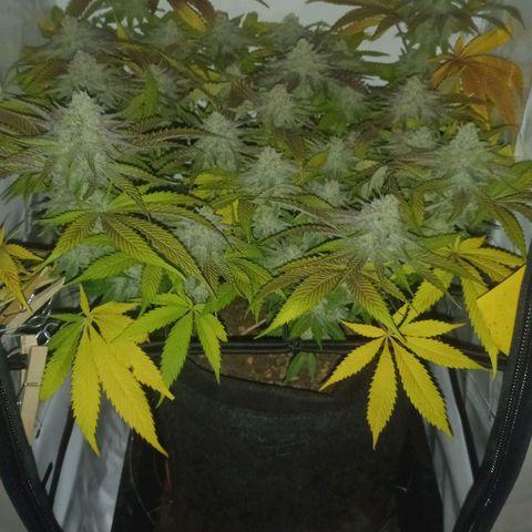Shy Orange I growlog timeline photo