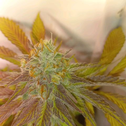 Shy Orange I growlog timeline photo