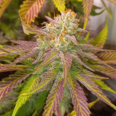 Shy Orange I growlog timeline photo