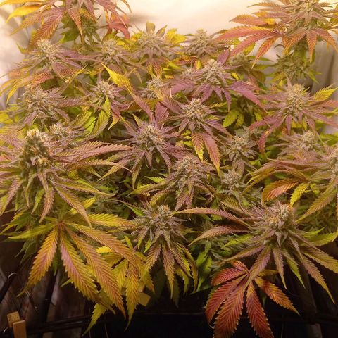 Shy Orange I growlog timeline photo