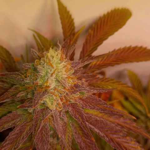 Shy Orange I growlog timeline photo