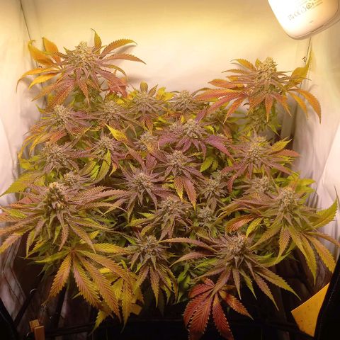 Shy Orange I growlog timeline photo