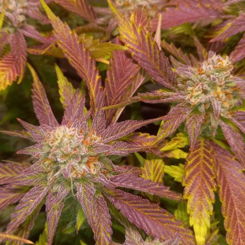 Shy Orange I growlog timeline photo
