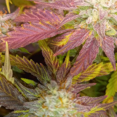 Shy Orange I growlog timeline photo