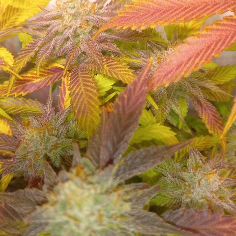 Shy Orange I growlog timeline photo