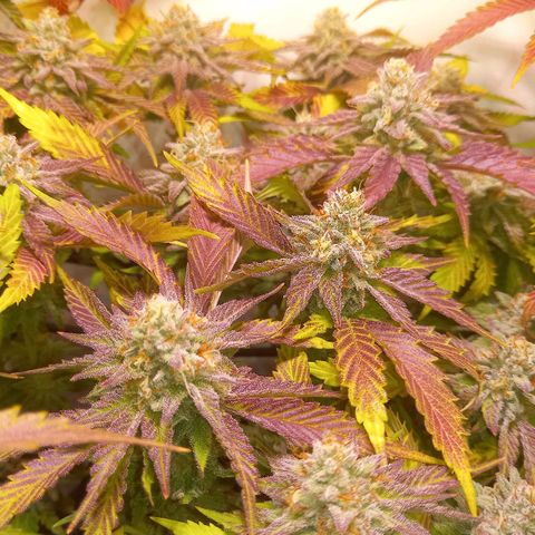 Shy Orange I growlog timeline photo