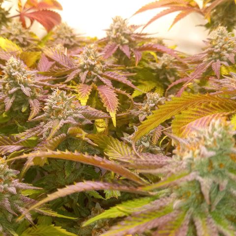 Shy Orange I growlog timeline photo