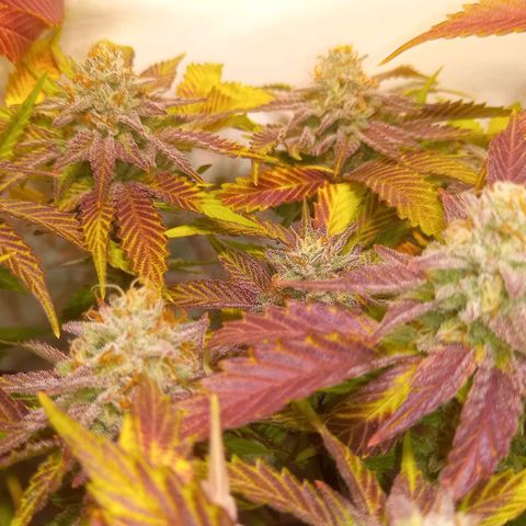 Shy Orange I growlog timeline photo