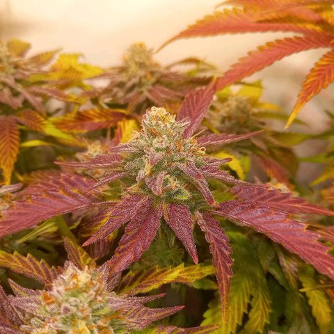 Shy Orange I growlog timeline photo