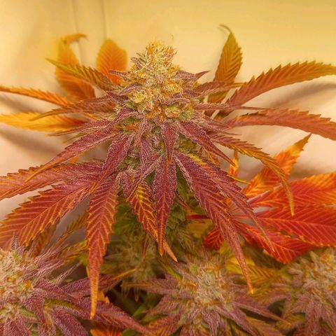 Shy Orange I growlog timeline photo