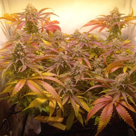 Shy Orange I growlog timeline photo