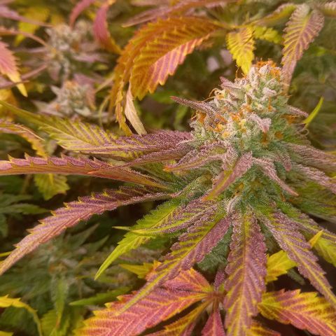 Shy Orange I growlog timeline photo