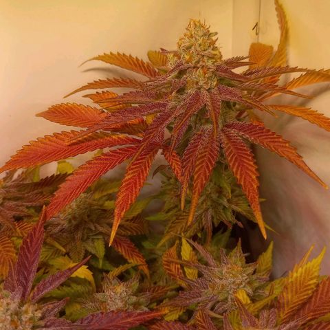 Shy Orange I growlog timeline photo
