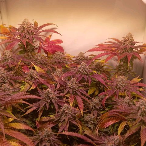 Shy Orange I growlog timeline photo