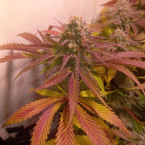 Shy Orange I growlog timeline photo