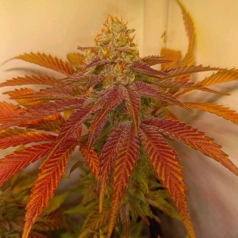 Shy Orange I growlog timeline photo