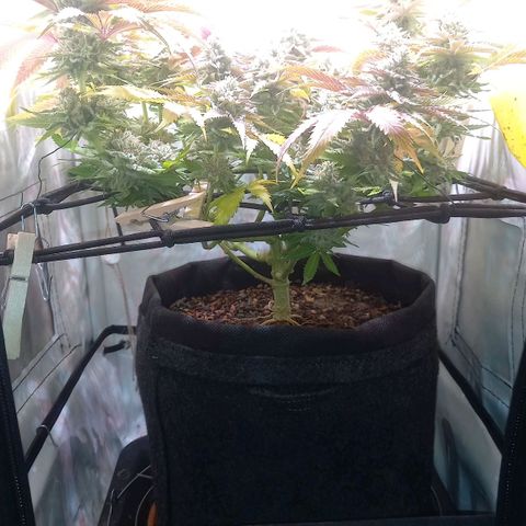 Shy Orange I growlog timeline photo