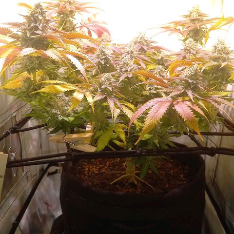 Shy Orange I growlog timeline photo