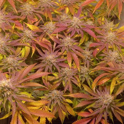 Shy Orange I growlog timeline photo