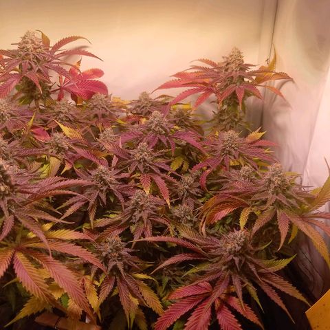 Shy Orange I growlog timeline photo