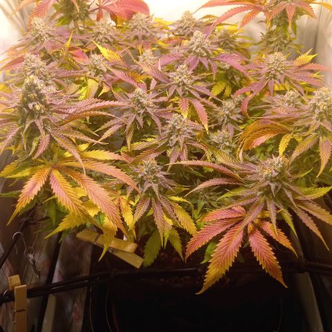 Shy Orange I growlog timeline photo