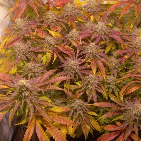 Shy Orange I growlog timeline photo