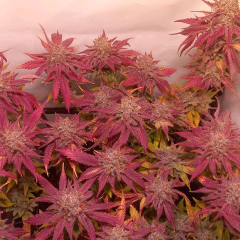 Shy Orange I growlog timeline photo