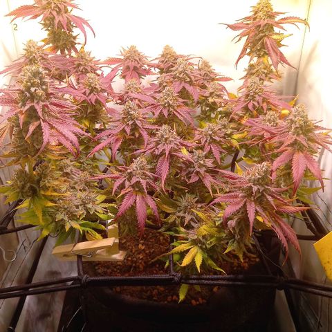 Shy Orange I growlog timeline photo