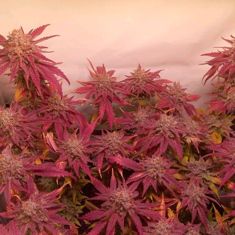 Shy Orange I growlog timeline photo