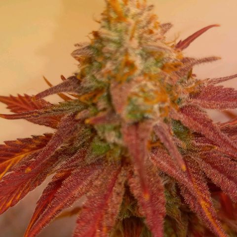 Shy Orange I growlog timeline photo