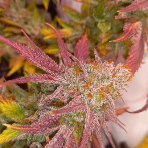 Shy Orange I growlog timeline photo