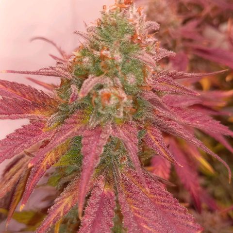 Shy Orange I growlog timeline photo