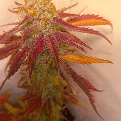 Shy Orange I growlog timeline photo