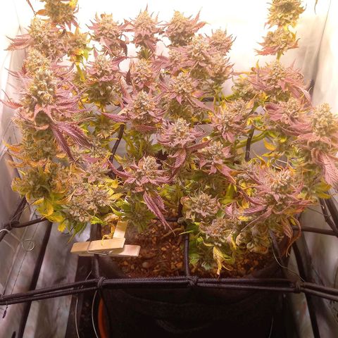 Shy Orange I growlog timeline photo
