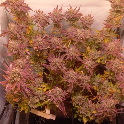 Shy Orange I growlog timeline photo