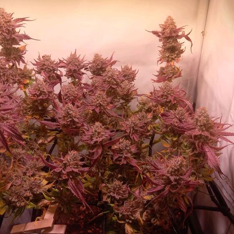 Shy Orange I growlog timeline photo
