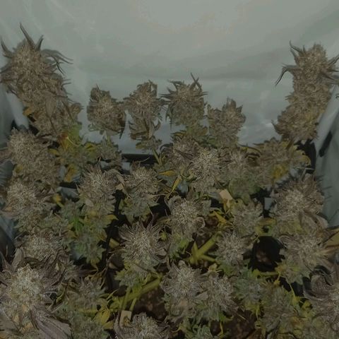 Shy Orange I growlog timeline photo