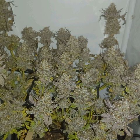 Shy Orange I growlog timeline photo