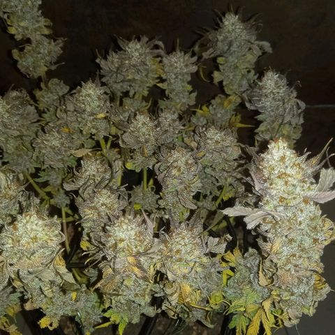 Shy Orange I growlog timeline photo