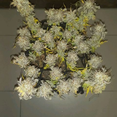 Shy Orange I growlog timeline photo