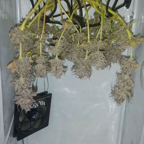 Shy Orange I growlog timeline photo