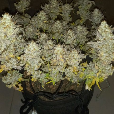 Shy Orange I growlog timeline photo