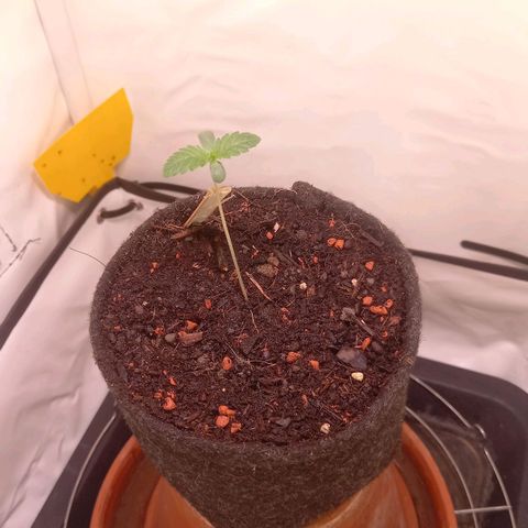 Liberated Orange growlog timeline photo
