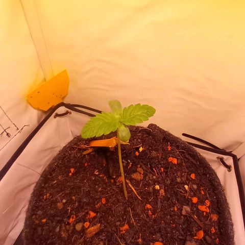 Liberated Orange growlog timeline photo