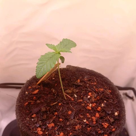 Liberated Orange growlog timeline photo