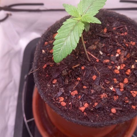 Liberated Orange growlog timeline photo